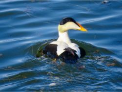 Common Eider
